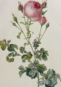 Redoute, Folio - Rose - Rosa Centifolia bipinnata