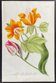 Weinmann - Tulip. 997