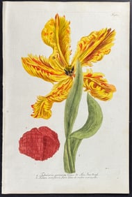 Weinmann - Tulip. 982