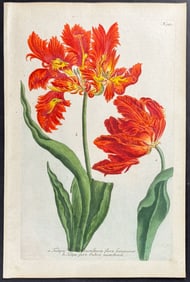 Weinmann - Tulip. 983