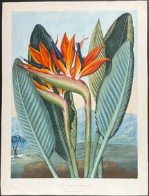 Thornton, Folio - The Queen Flower (Bird of Paradise Flower)