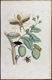 Merian, Folio - Tabrouba Tree with Stag Beetle, Bee. 48