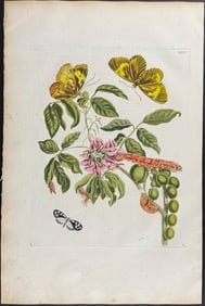 Merian, Folio - Flower with Moth Metamorphosis. 35