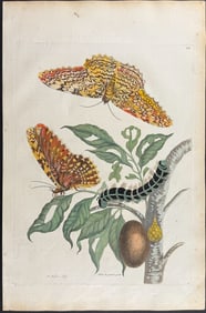 Merian, Folio - Plant with Moth Metamorphosis. 20