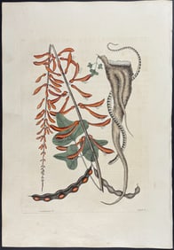 Catesby, First Ed - Little Brown Bead Snake with Coral Bush. 2-49