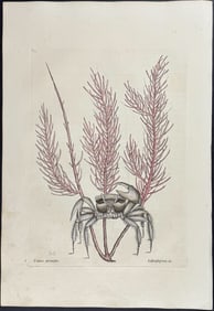 Catesby, First Ed - Sand Crab with Gorgonian. 2-35