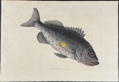 Catesby, First Ed - Rock Fish. 2-5