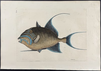 Catesby, First Ed - Old Wife. 2-22