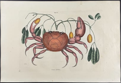 Catesby, First Ed - Land Crab with Black Wood. 2-32