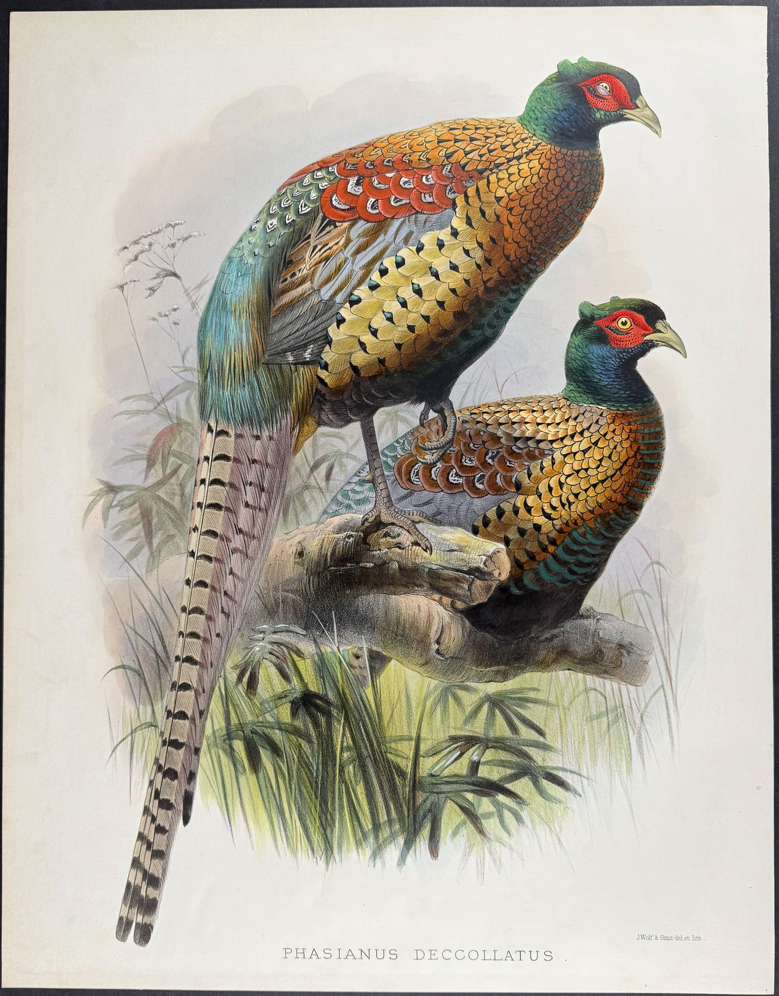 Elliot - Ringless Chinese Pheasant: This stunning, originally hand-colored folio lithograph is from Daniel Giraud Elliot?s work A Monograph of the Phasianidae or Family of the Pheasants. The work was published in New York by Elliot betw