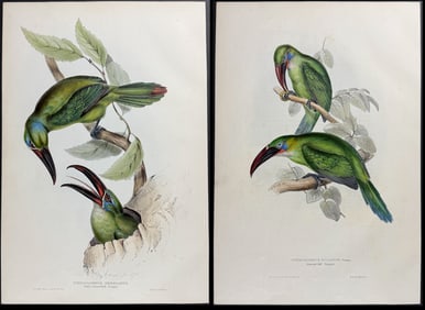 Gould - Pair of Aracari or Toucan Lithographs