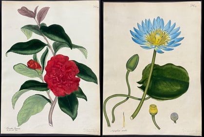 Andrews - 11 Botanical Prints