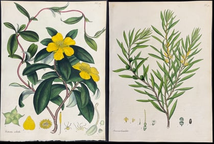 Andrews - 9 Australian Botanical Prints