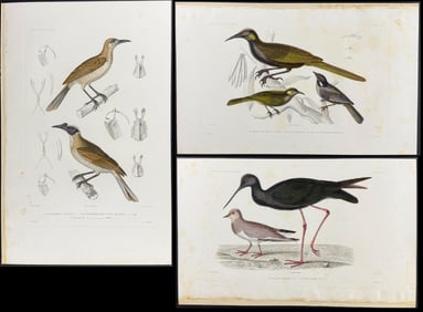 Dumont - 6 Bird Engravings