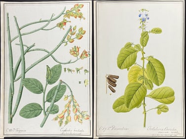 4 Original Watercolors of Botanicals after Ledl, Herz for Jacquin,Kitaibel, Cavanil (according to