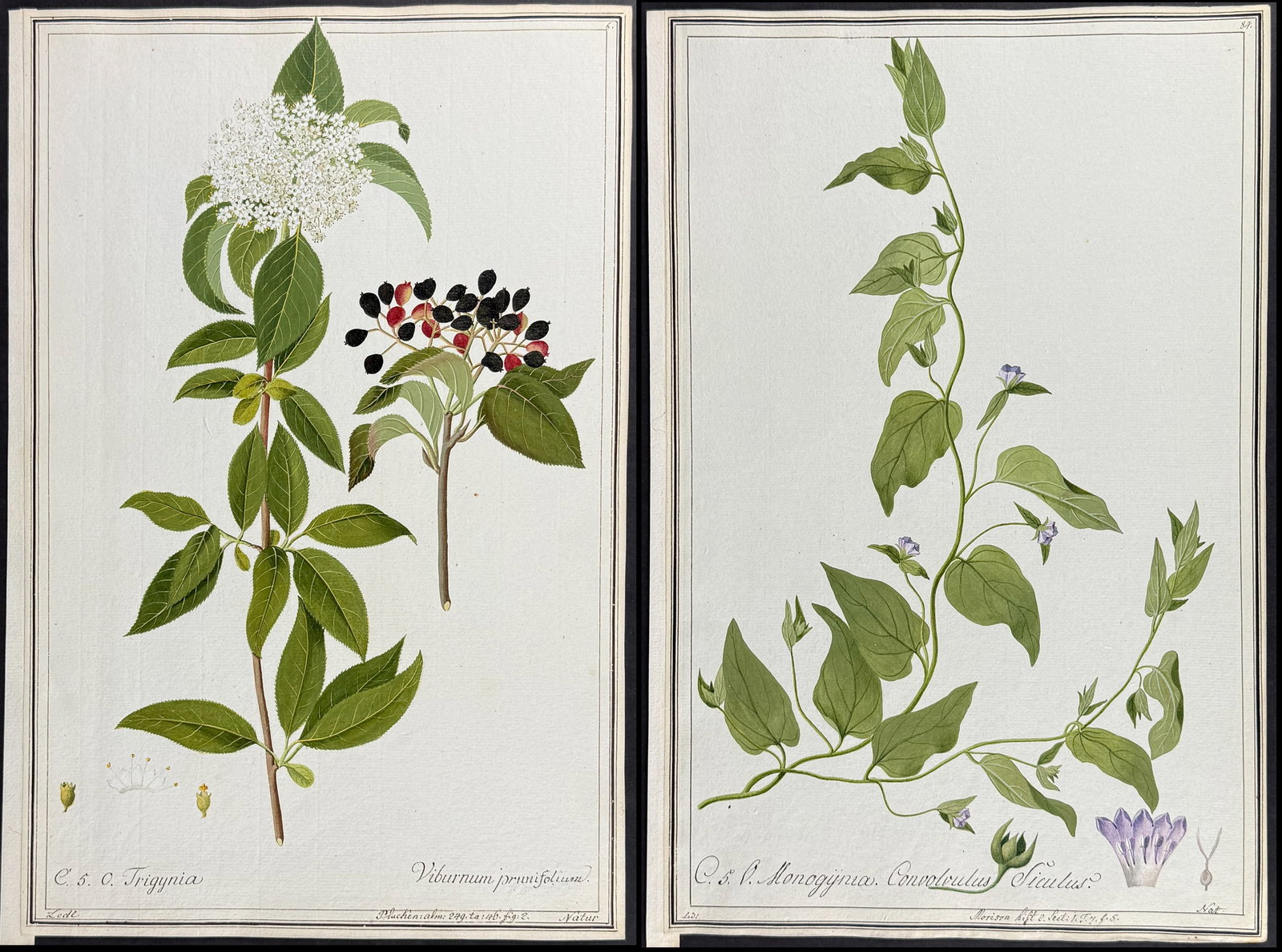 4 Original Watercolors of Botanicals after Ledl, Knapp for Morison, Plucken (according to Linnaeus (1 of 5)