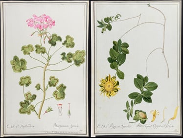 5 Original Watercolors of Botanicals after Ledl, Herz for Cavanill, Jacquin, Morisson (according to