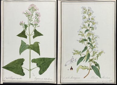 4 Original Watercolors of Botanicals after Ledl, Her for Jacquin (according to Linnaeus system)