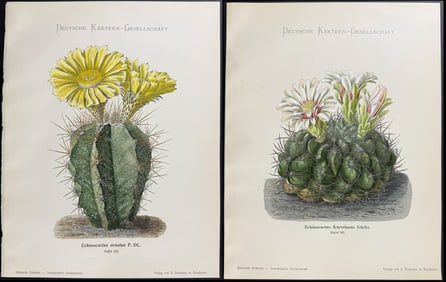 Schumann - 4 Cactus Prints