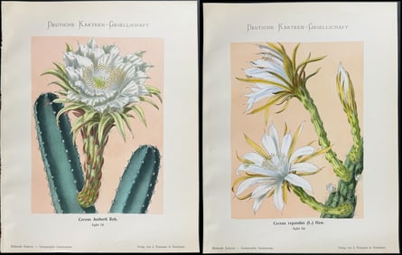 Schumann - 4 Cactus Prints