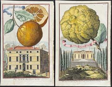 Volckamer - 4 Citrus Engravings