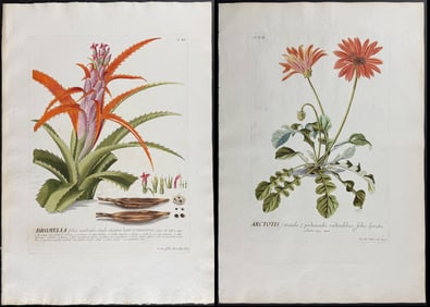 Trew & Ehret - Pair of Botanical Engravings