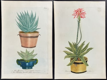 Weinmann - 4 Aloe Engravings