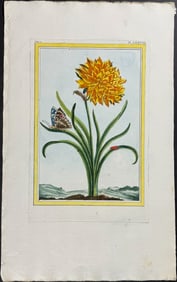 Buchoz - Daffodil & Butterfly. 78