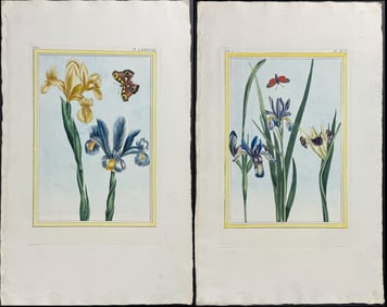 Buchoz - Pair of Iris & Entomology Engravings