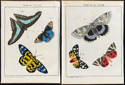 Roesel - Pair of Butterfly & Moth Engravings