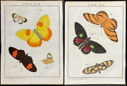 Roesel - Pair of Butterfly Engravings