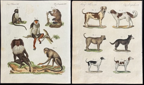 Bertuch - 7 Quadruped Engravings: Dogs, Monkeys or Primates, Rodents