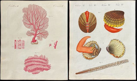 Bertuch - 3 Sea Life Engravings: Coral, Shells