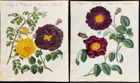 Bertuch - 3 Rose Engravings