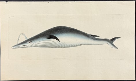 Shaw & Nodder - Under-jawed Mysticete or Whale. 720