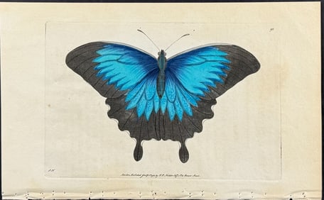 Shaw & Nodder - Radiated Butterfly or Ulysses. 92