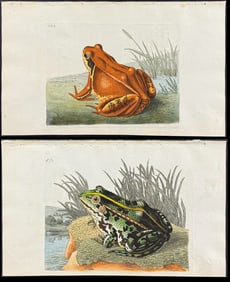 Shaw & Nodder - Pair of Frog Engravings
