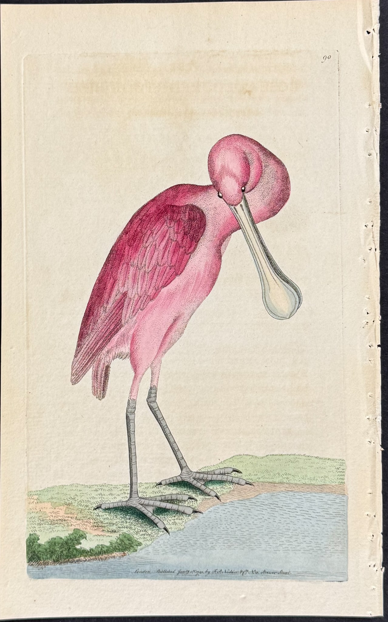 Shaw & Nodder - Rose-coloured Spoonbill. 90 (1 of 1)