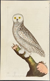 Shaw & Nodder - Snowy Owl, A Striped Variety. 47