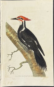 Shaw & Nodder - Pileated Woodpecker. 493