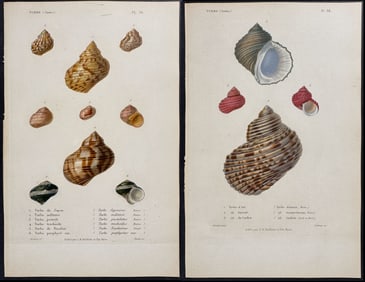 Kiener - 6 Shell Engravings