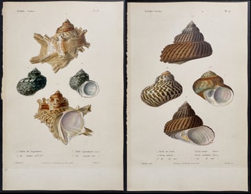 Kiener - 6 Shell Engravings