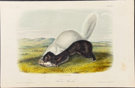 Audubon - Texan Skunk. 53