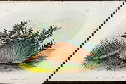 Audubon - Nine-banded Armadillo. 146