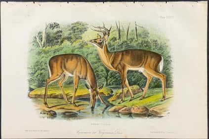 Audubon - Common or Virginian Deer. 136