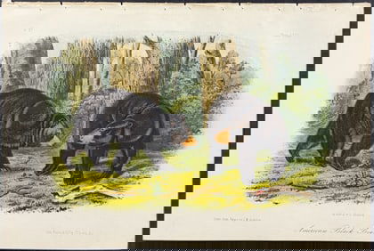 Audubon - American Black Bear. 141