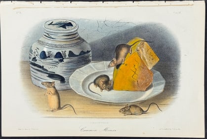 Audubon - Common Mouse. 90