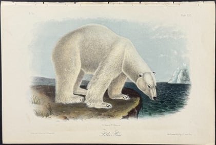 Audubon - Polar Bear. 91