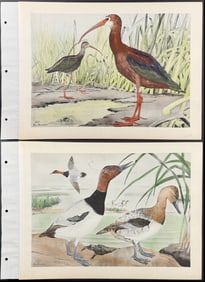 Brasher - 6 Duck, Swan, & Ibis Prints