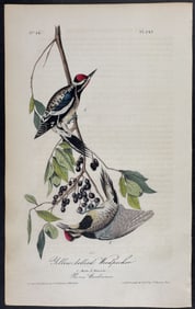 Audubon - Yellow-bellied Woodpecker. 267